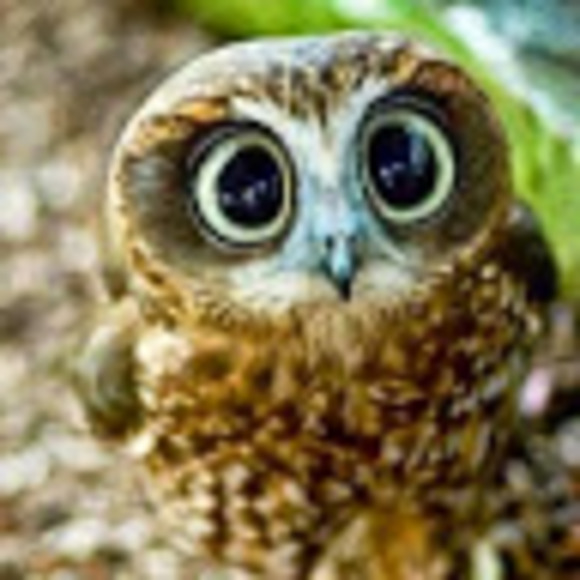 Meet your Posher, Anna - Picture 1 of 1